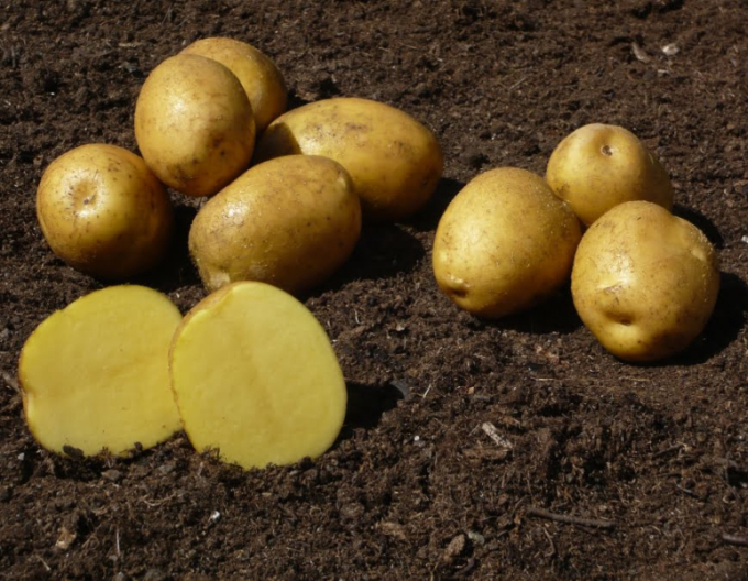 Sadbové zemiaky ´Sunita´ 5kg