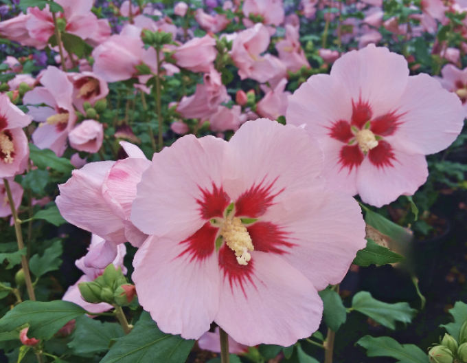 Ibištek sýrsky ´Hamabo´