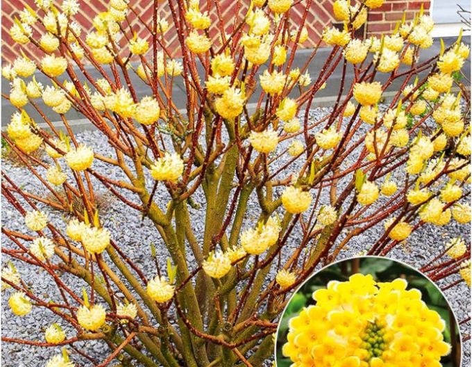 Edgeworthia ´Grandiflora´ - papierový ker