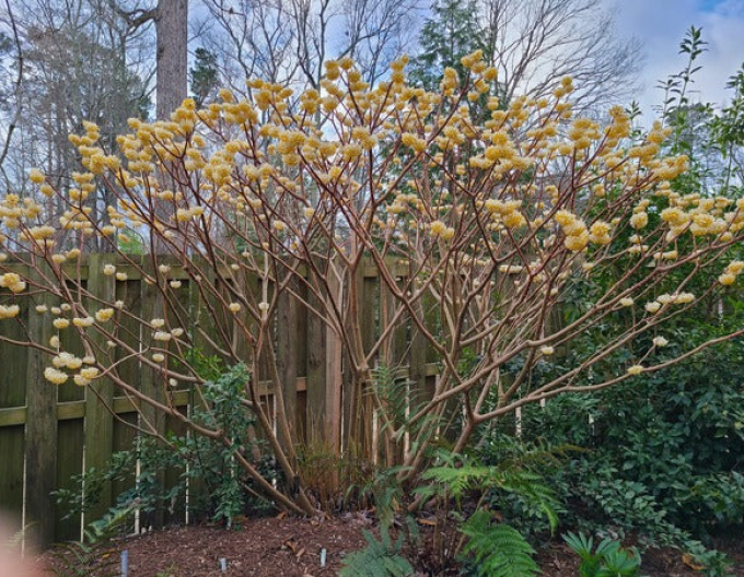 Edgeworthia ´Grandiflora´ - papierový ker