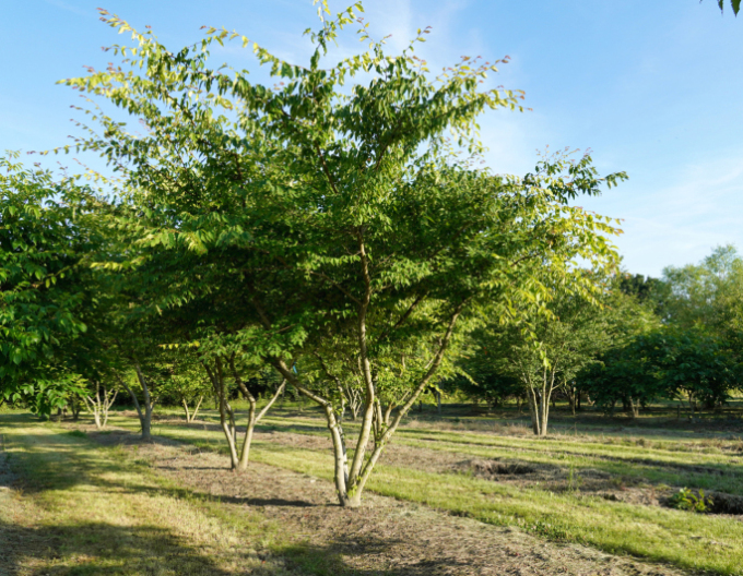 Zelkova ostrolistá  (Zelkova serrata) viackmenná
