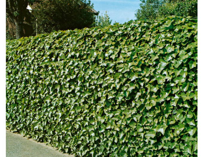 Brečtan popínavý Stena 180x120cm