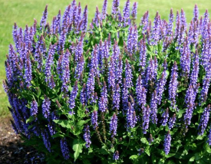 Šalvia  ’Blauhügel’