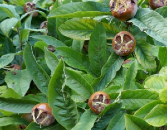 Mišpuľa ´Nottingham´, podp. Dula, kont. 5L