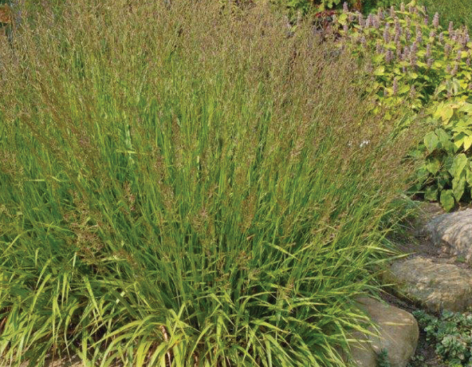 Smlz ostrokvetý ´Cheju Do´