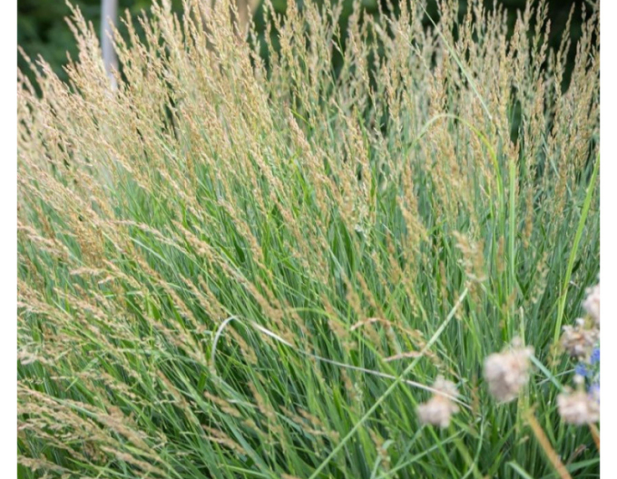 Smlz ostrokvetý ´Cheju Do´