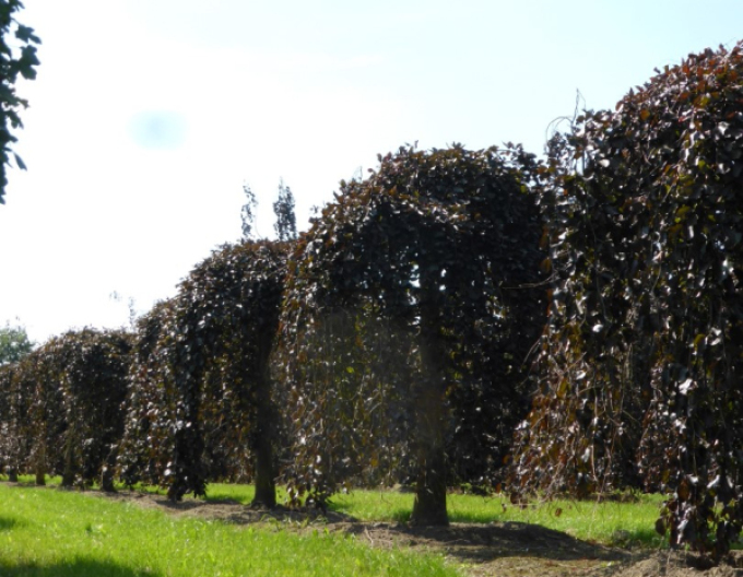 Buk lesný ´Purpurea Pendula´