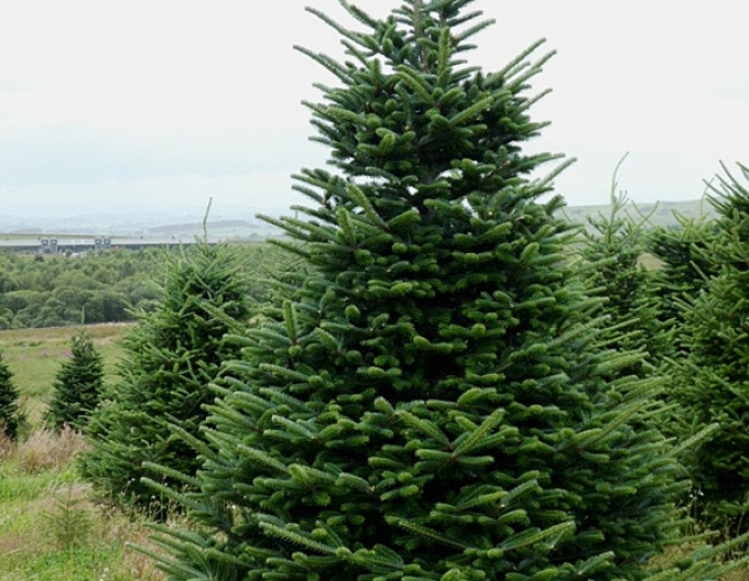 Jedľa normandská (kaukazská) 300+