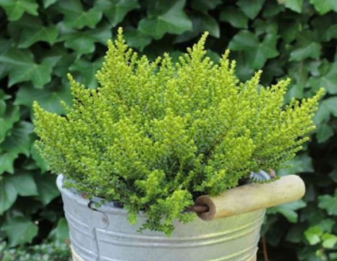 Hebe ´Golden Nugget´