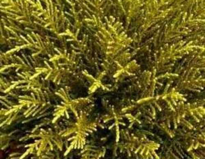 Hebe ´Golden Nugget´