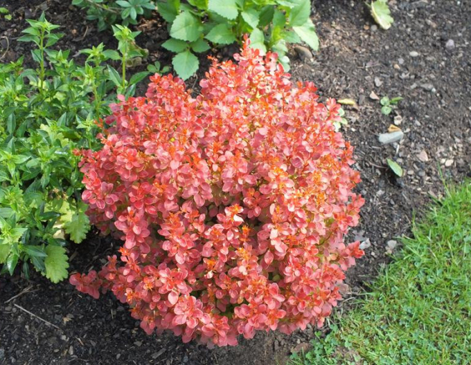 Dráč Thunbergov ´Admiration´