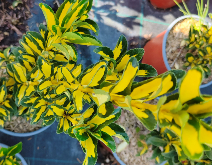 Bršlen japonský ´Livornese´