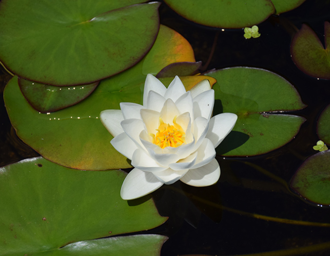 Lekno ´Virginalis´