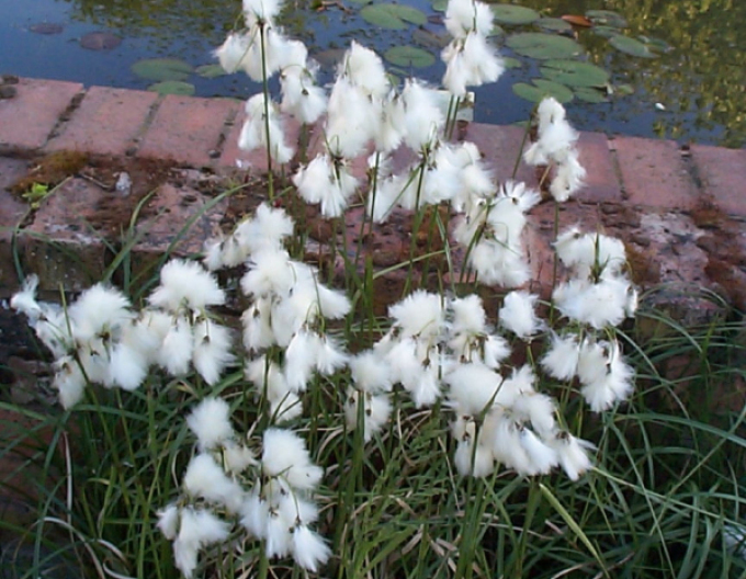 Páperník úzkolistý