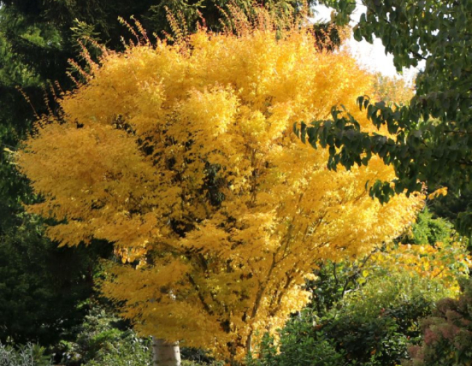 Javor dlaňovitolistý ´BI-HOO´