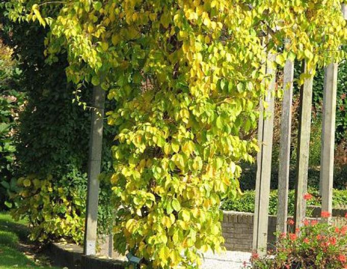 Bršlenec kruhovitý ´Hermaphroditus´