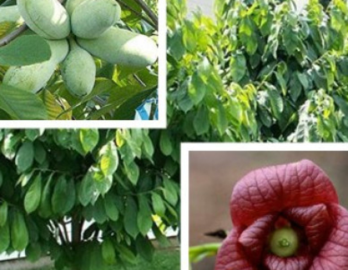 Asimina trojlaločná  - Banán Severu