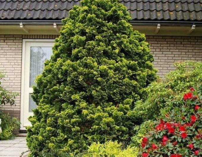 Cypruštek tupolistý ´Aurea Nana´ na kmienku