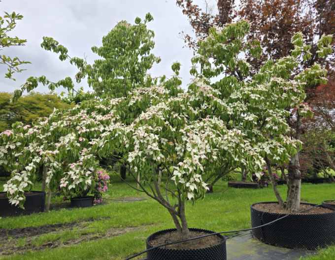 Drieň kousa China Girl