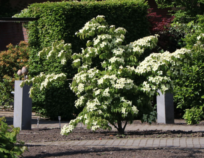 Drieň kousa ´Teutonia´