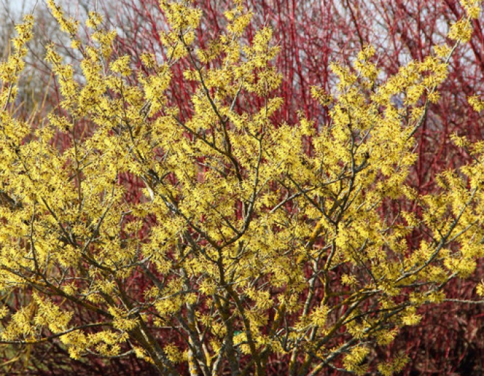 Hamamel prostredný ’Pallida’