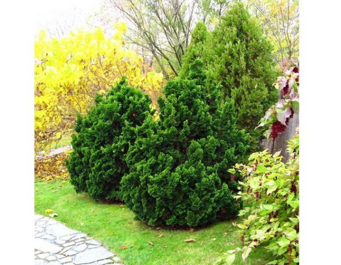 Cypruštek tupolistý ´Nana Gracil´