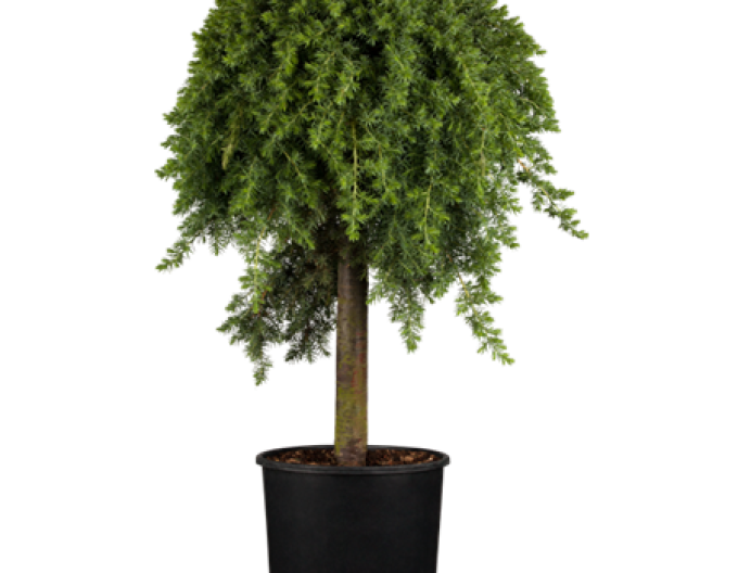 Borievka pobrežná ´Blue Pacific´ na kmienku