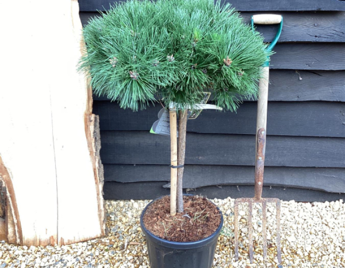 Borovica čierna ’ Brepo´ na kmienku 20cm