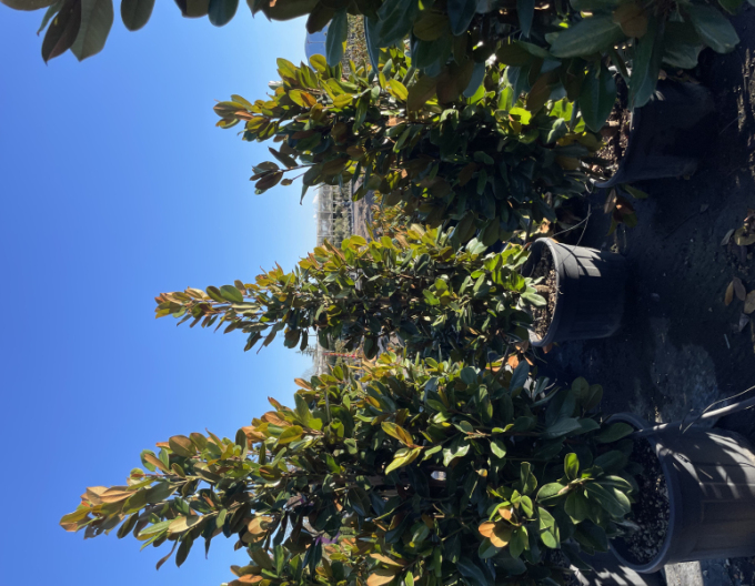 Magnólia veľkokvetá  Francois Treyve 200 - 250cm