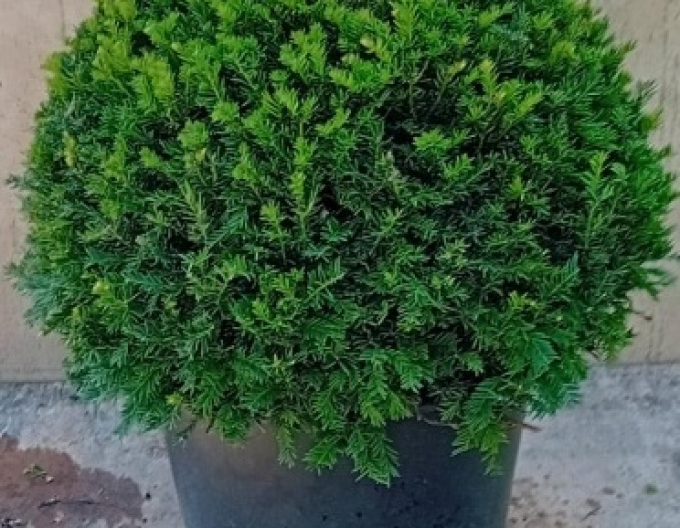 Tis obyčajný Ball - v tvare gule