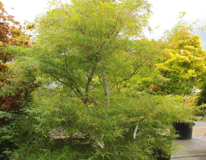 Javor dlaňovitolistý ´Kotono Itu´