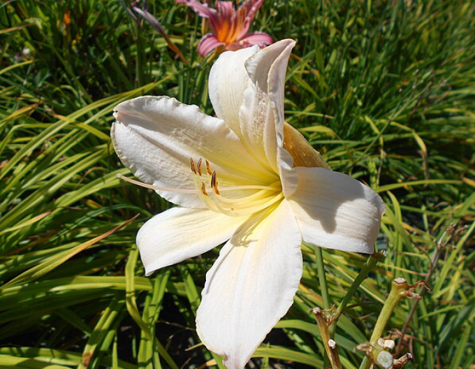 Ľaliovka ´Astolat´