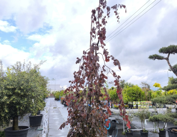 Buk lesný ´Haaren´