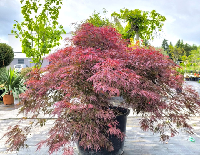 Javor dlaňovitolistý ´Inaba Shidare´ na kmienku