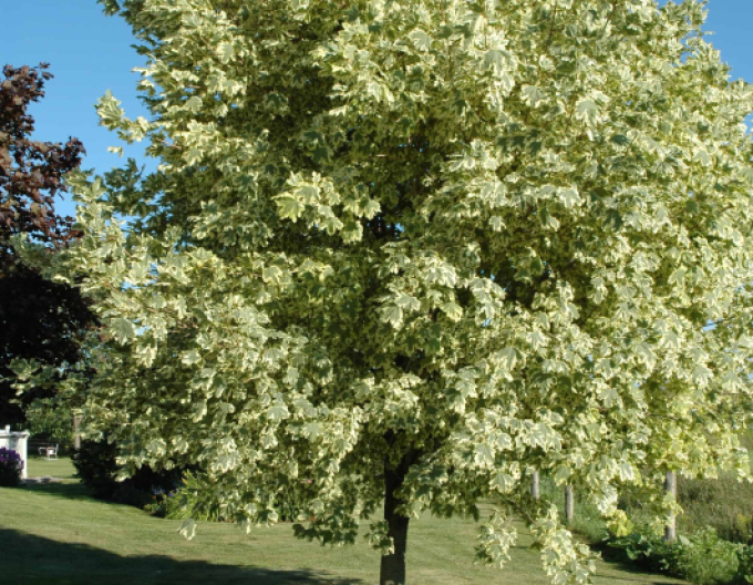 Javor mliečny ´Drummondii´