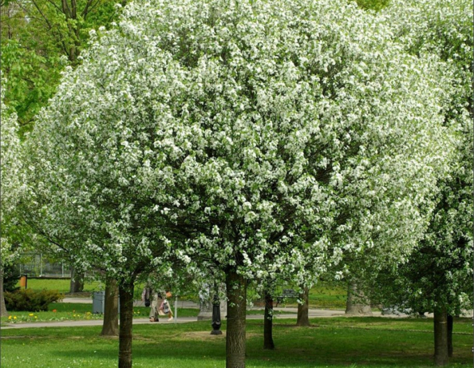 Čerešňa krovitá ´Umbraculifera´ na kmienku 230cm