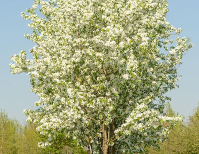 Jabloň okrasná ´Street Parade´
