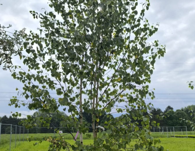 Breza  ´Alba´ viackmeň