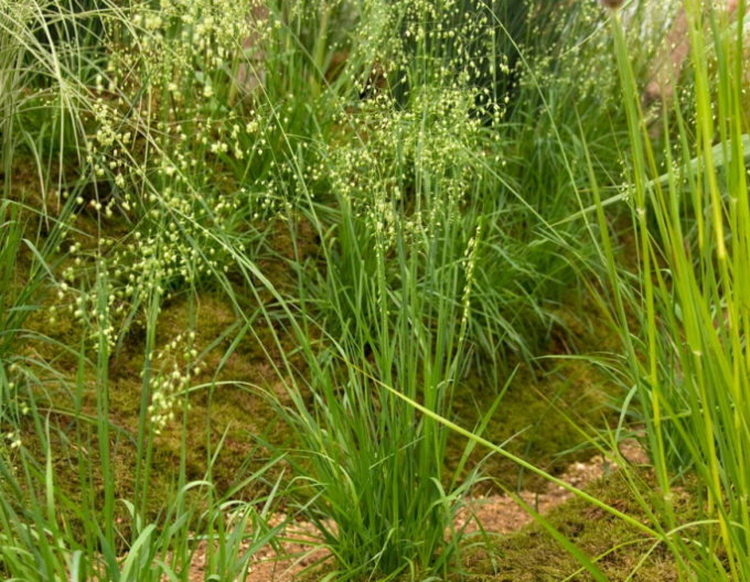 Kraslica prostredná 2l