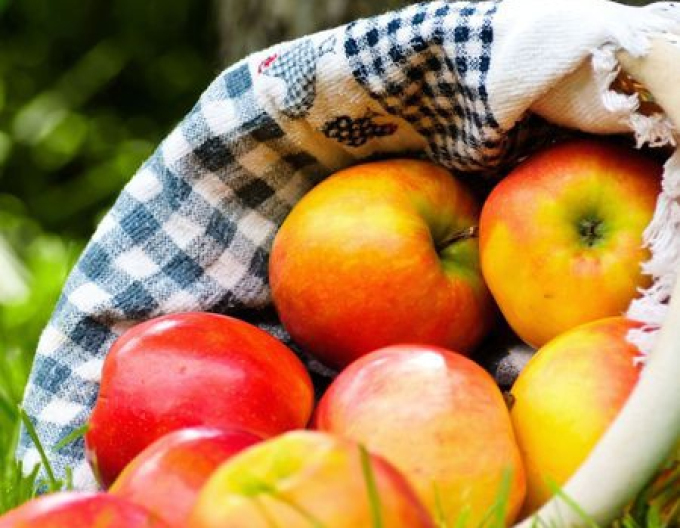 Jabloň "Ontário" zimná, podpn. A2, voľnok.