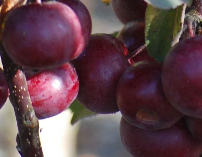 Jabloň stĺpová "Maypole" jesenná, podp. M7, kont.2l