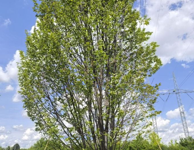 Hrab obyčajný ´Fastigiatta´