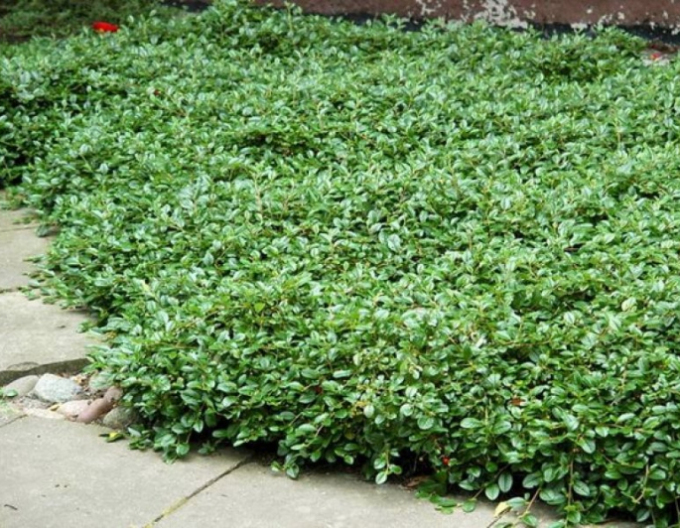 Skalník damerov ’Major’