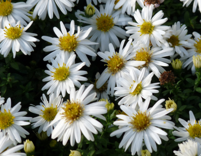 Astra ’Monte Cassino’