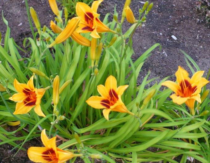 Ľaliovka ´Bonanza´