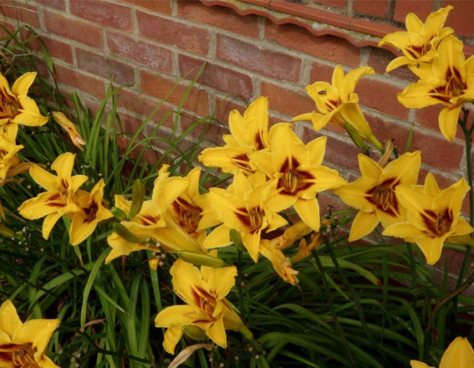 Ľaliovka ´Bonanza´