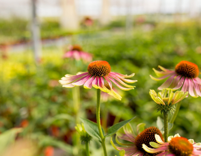 Echinacea ´Green Twister´
