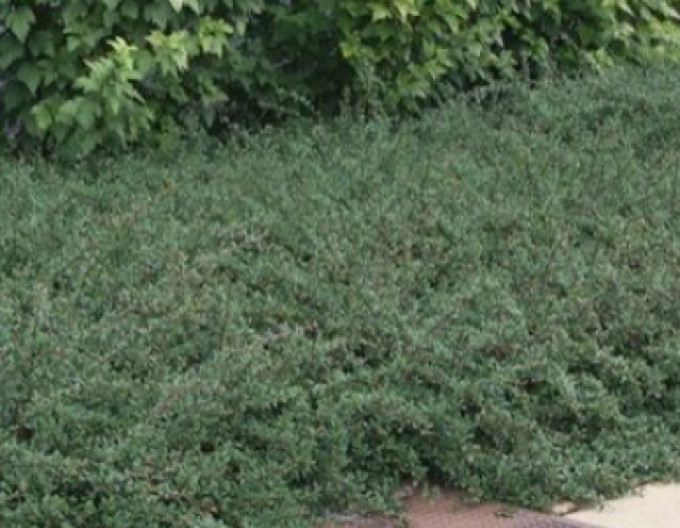 Skalník ’Eichholz’ 2l