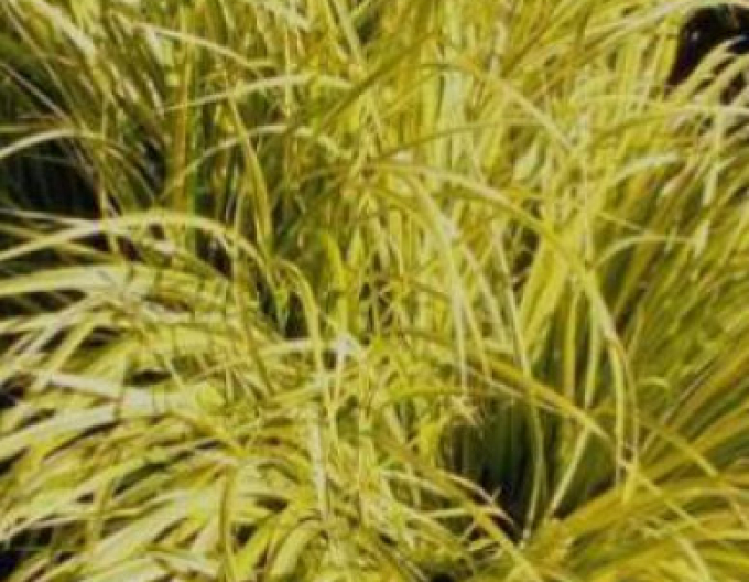 Puškvorec trávolistý ´Golden Delight´ 2l