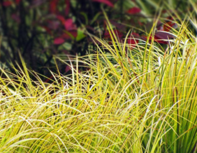 Puškvorec trávolistý ´Golden Delight´ 2l